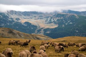 SEMANA SANTA. Rumanía desde Bilbao del 02-06 Abril.
